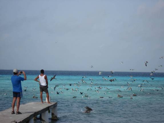 Turistas se encantam com a quantidade de pássaros em Los Roques, no litoral venezuelano